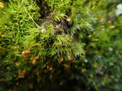 Calcidicranella varia, photographed by agujaceratops
