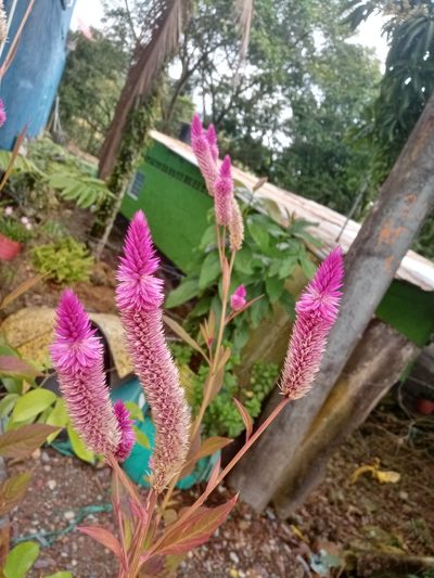 Celosia spicata, photographed by Mateo Puerta