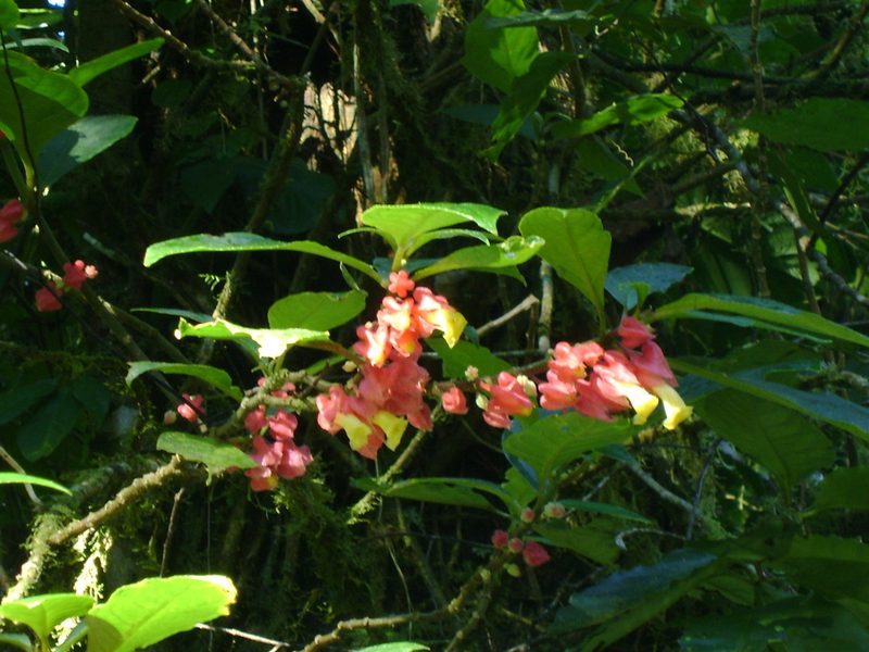 Drymonia strigosa, photographed by Tereso Hernández Morales