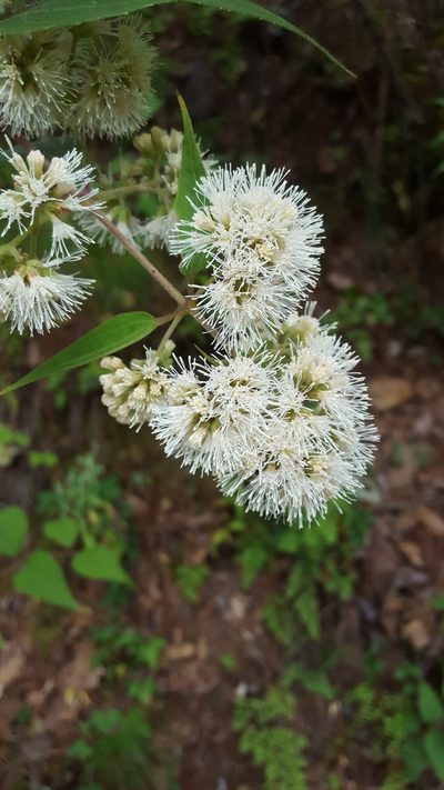 Ageratina areolaris, photographed by Eugenio Padilla