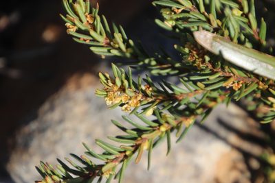 Clutia polygonoides, photographed by Tony Rebelo