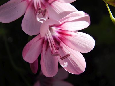 Geissorhiza callista, photographed by Klaus Wehrlin