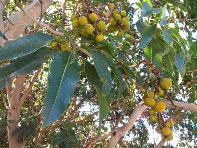 Arbutus canariensis, photographed by Santiago Martín-Bravo