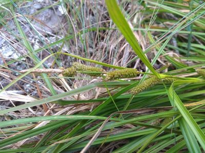 Carex goyenii, photographed by Santiago Martín-Bravo