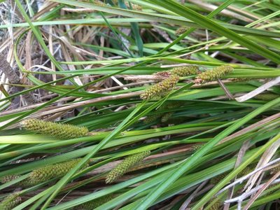 Carex goyenii, photographed by Santiago Martín-Bravo