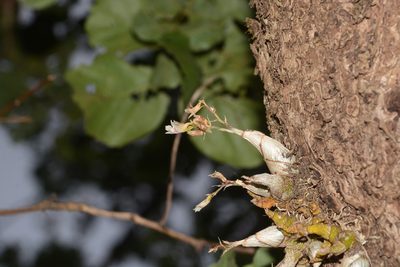 Dendrobium crispum, photographed by S.MORE