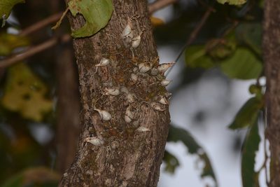Dendrobium crispum, photographed by S.MORE