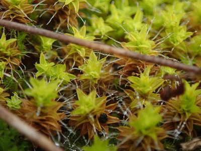 Syntrichia princeps, photographed by Randal