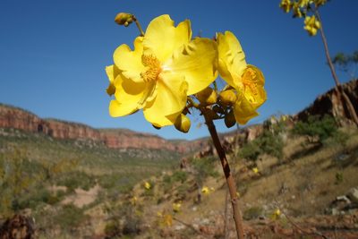 Cochlospermum fraseri, photographed by Linda Groom