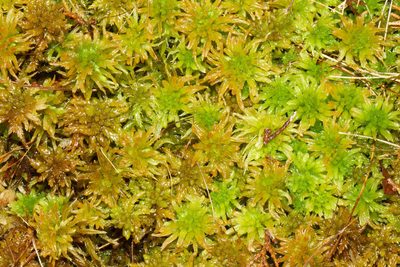 Sphagnum pulchrum, photographed by Kristof Zyskowski