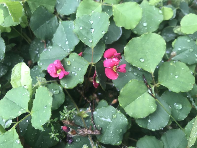 Kennedia carinata, photographed by Ann Bentley
