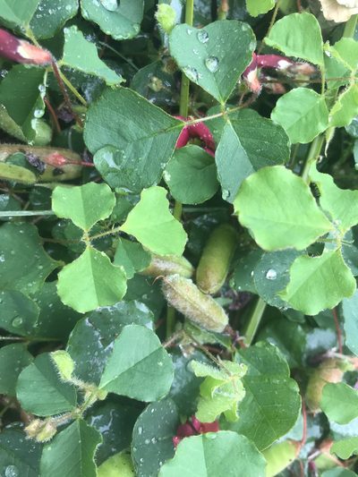 Kennedia carinata, photographed by Ann Bentley