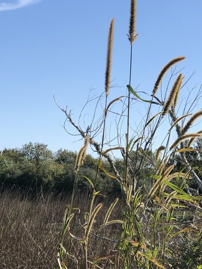 Setaria magna, photographed by Dan Johnson