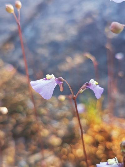 Utricularia grampiana, photographed by Richard Dimon