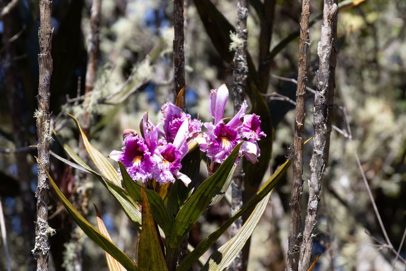 Sobralia dichotoma, photographed by Thibaud Aronson