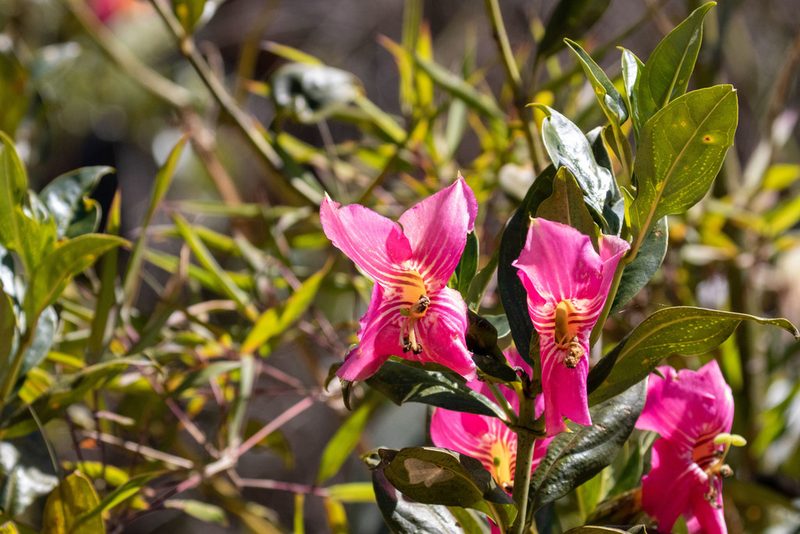 Symbolanthus calygonus, photographed by Thibaud Aronson