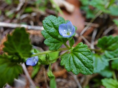 Veronica calycina, photographed by Jacqui Geux