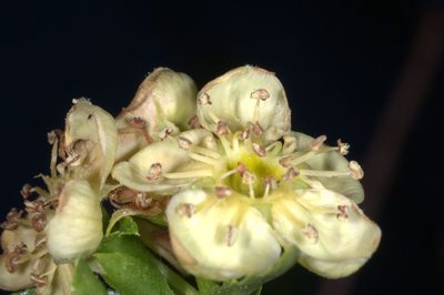 Kageneckia lanceolata, photographed by aacocucci