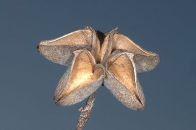 Kageneckia lanceolata, photographed by aacocucci
