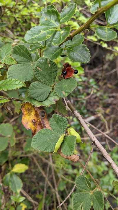 Rhynchosia volubilis, photographed by Cheng-Te Hsu