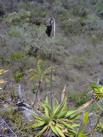 Agave pendula, photographed by Tereso Hernández Morales