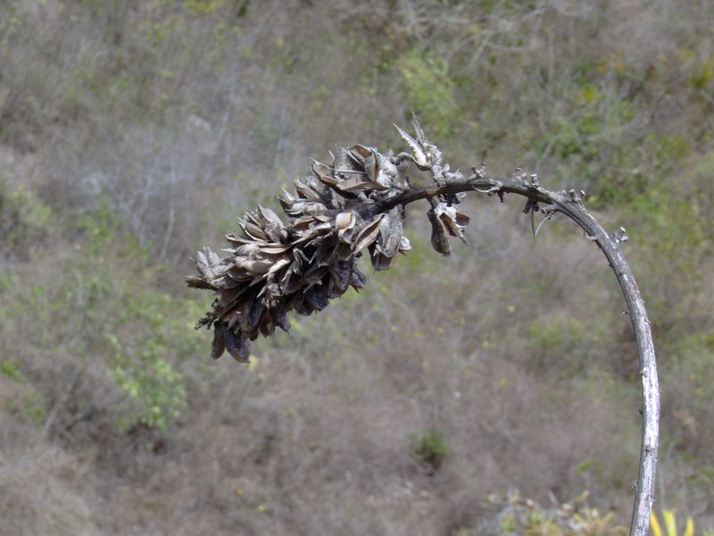 Agave pendula, photographed by Tereso Hernández Morales