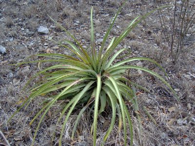 Hechtia myriantha, photographed by Tereso Hernández Morales
