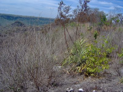 Hechtia myriantha, photographed by Tereso Hernández Morales