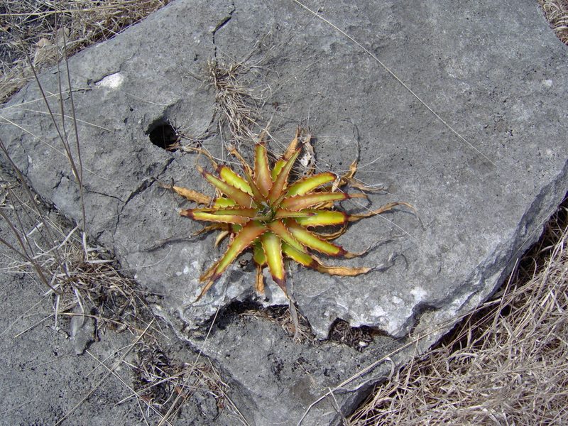Hechtia myriantha, photographed by Tereso Hernández Morales