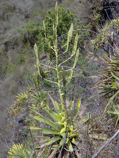 Pseudalcantarea grandis, photographed by Tereso Hernández Morales