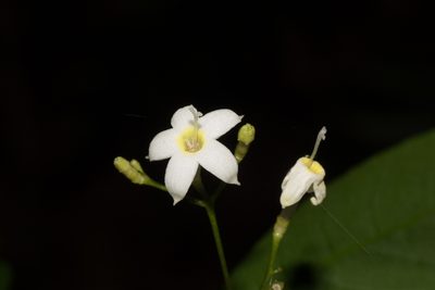 Psychotria brachyceras, photographed by Fernando Sessegolo