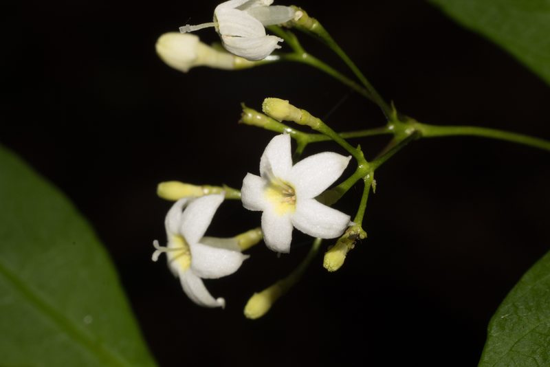 Psychotria brachyceras, photographed by Fernando Sessegolo