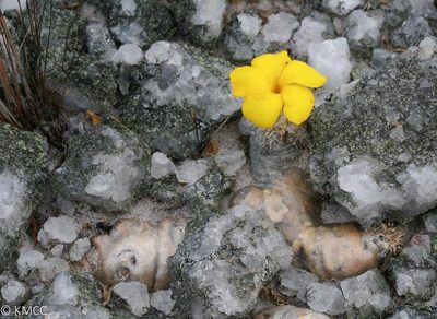 Pachypodium brevicaule, photographed by Stuart Cable