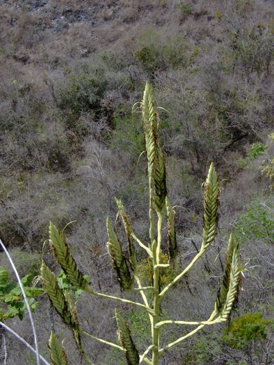 Pseudalcantarea grandis, photographed by Tereso Hernández Morales