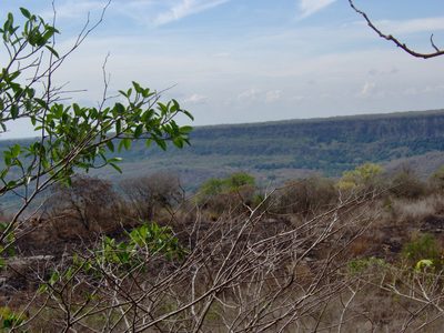 Ficus pertusa, photographed by Tereso Hernández Morales