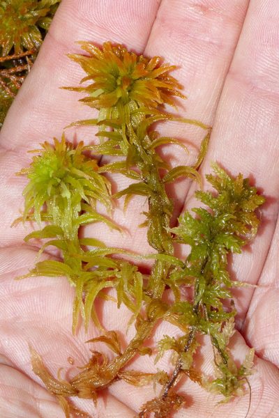 Sphagnum pulchrum, photographed by Kristof Zyskowski
