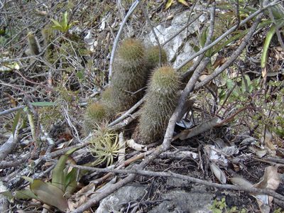 Mammillaria eriacantha, photographed by Tereso Hernández Morales