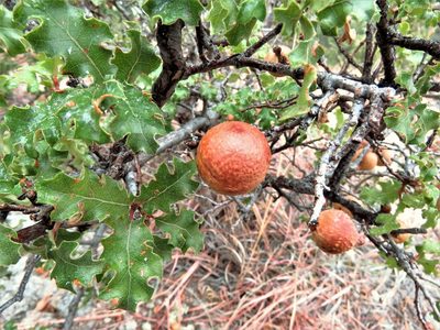 Quercus pungens, photographed by Annika Lindqvist