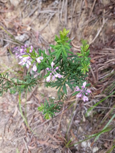 Comesperma esulifolium, photographed by Natasha Taylor