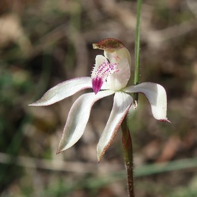 Caladenia gracilis, photographed by Cowirrie