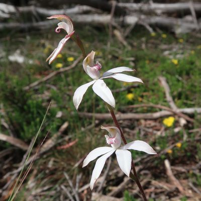Caladenia gracilis, photographed by Cowirrie