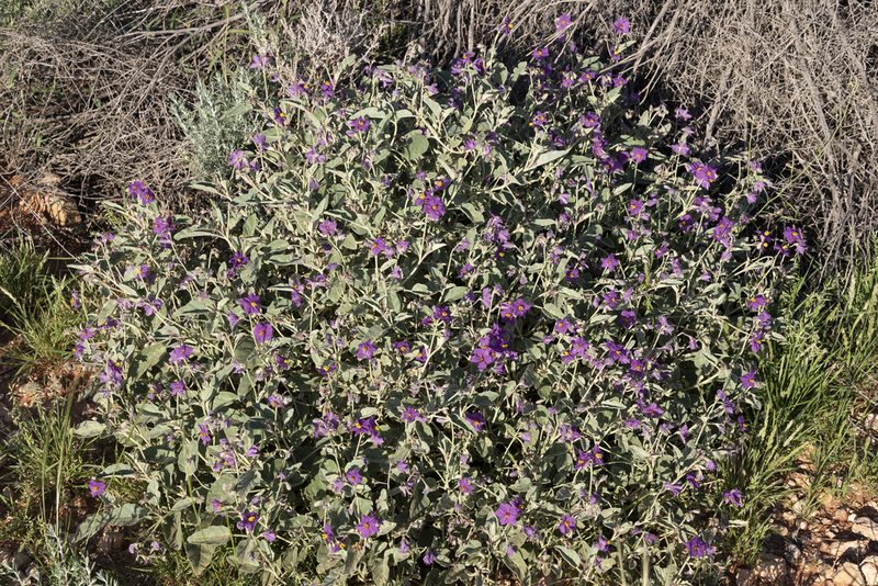 Solanum lithophilum, photographed by Kym Nicolson