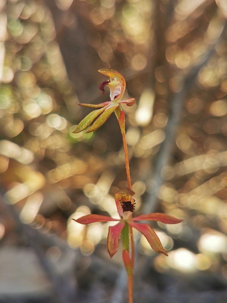 Caladenia iridescens, photographed by Richard Dimon
