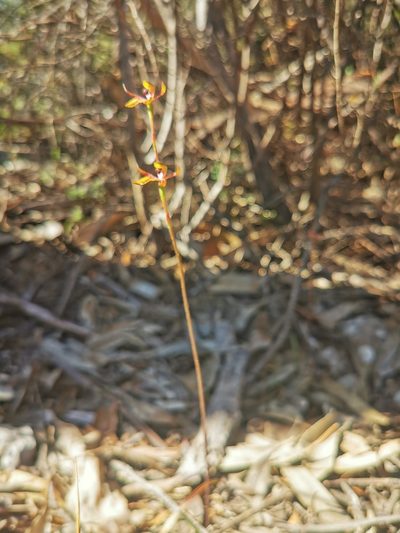 Caladenia iridescens, photographed by Richard Dimon