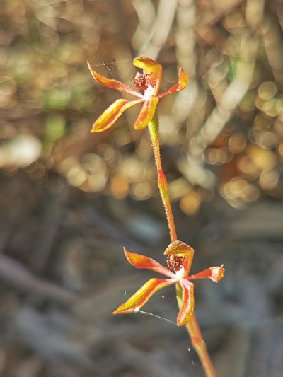 Caladenia iridescens, photographed by Richard Dimon