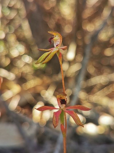 Caladenia iridescens, photographed by Richard Dimon