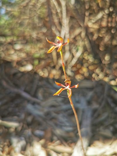 Caladenia iridescens, photographed by Richard Dimon