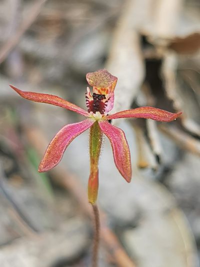 Caladenia iridescens, photographed by Richard Dimon