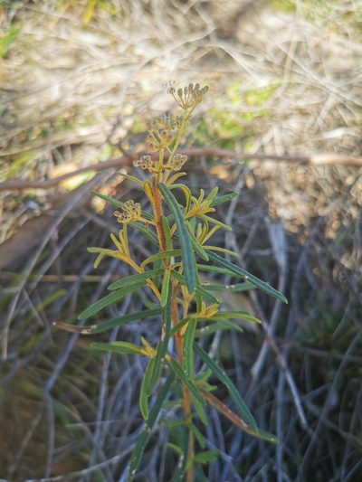 Astrotricha asperifolia, photographed by Richard Dimon