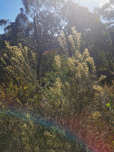 Astrotricha asperifolia, photographed by Richard Dimon
